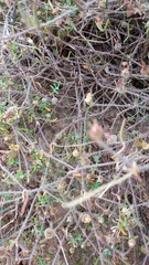 Drosanthemum calycinum