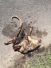 Didelphis marsupialis
