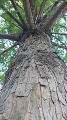 Taxodium distichum