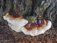Ganoderma multiplicatum
