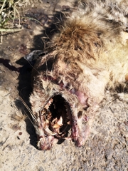 Didelphis marsupialis