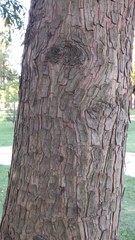 Taxodium distichum