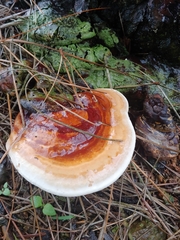 Ganoderma multiplicatum