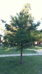 Taxodium distichum