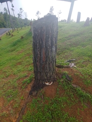 Ganoderma multiplicatum