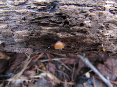 Galerina nana