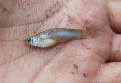 Poecilia caucana