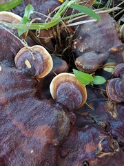 Ganoderma parvulum