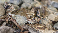 Heterusia