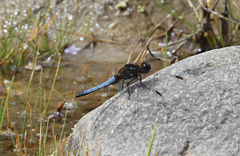 Erythrodiplax connata