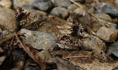 Heterusia
