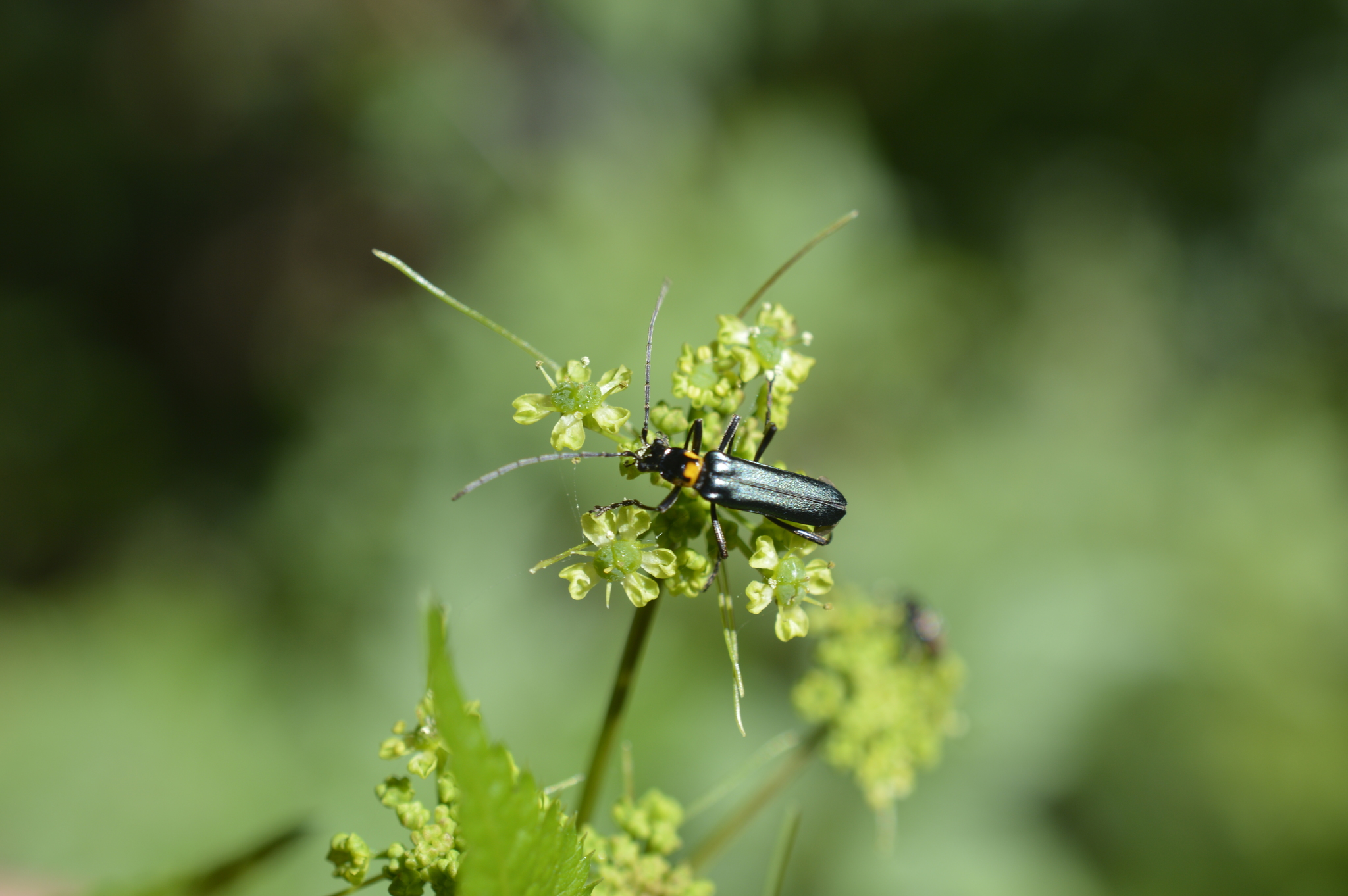 Chauliognathus image