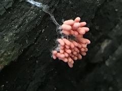 Arcyria insignis