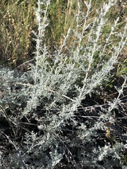 Artemisia vallesiaca