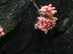 Arcyria insignis