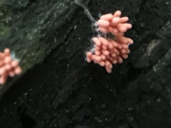 Arcyria insignis