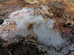 Gloeoporus pannocinctus