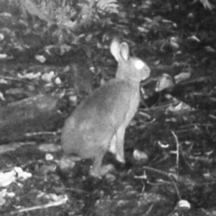Lepus brachyurus