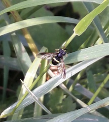 Chrysotoxum bicinctum