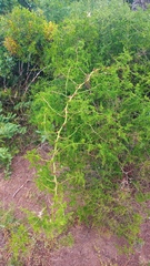 Asparagus multiflorus
