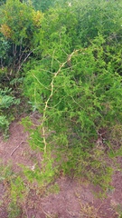 Asparagus multiflorus