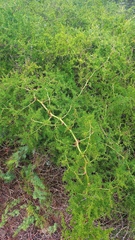 Asparagus multiflorus