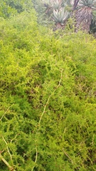 Asparagus multiflorus