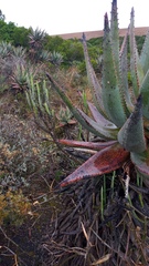 Aloe ferox