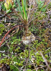 Ornithogalum juncifolium