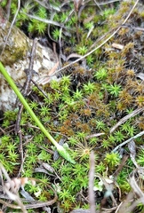 Ornithogalum juncifolium