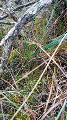 Ornithogalum juncifolium