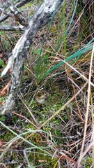 Ornithogalum juncifolium