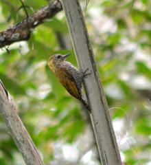 Dryobates maculifrons