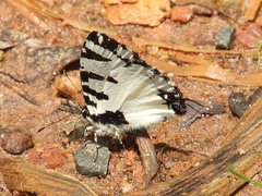 Uranothauma heritsia