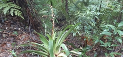 Werauhia werckleana