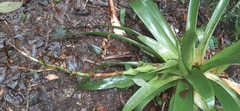 Werauhia werckleana