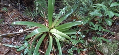 Werauhia werckleana