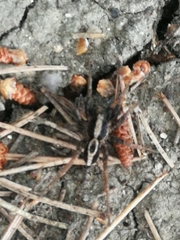 Alopecosa albofasciata