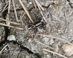 Alopecosa albofasciata