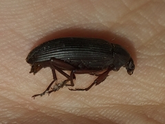 Alleculinae