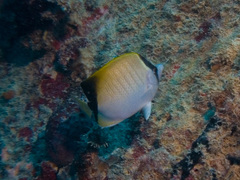 Chaetodon sedentarius