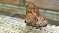 Euselasia eucerus