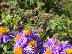 Agapostemon virescens