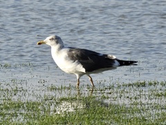 Larus fuscus