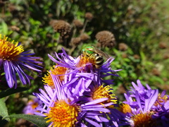 Agapostemon virescens