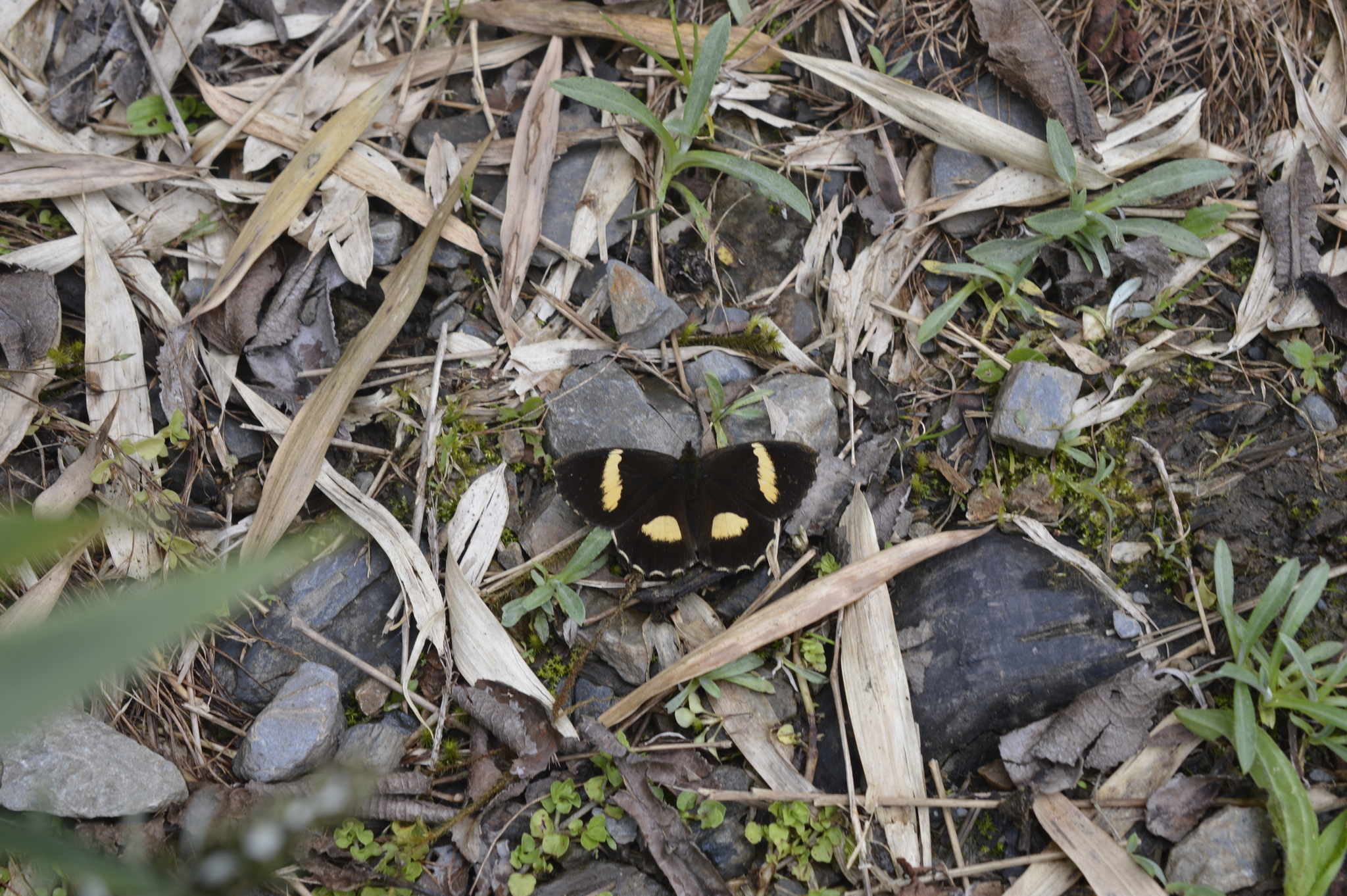 Pedaliodes phaedra image