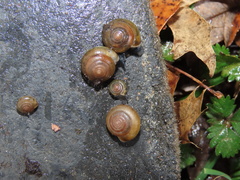 Zonitidae