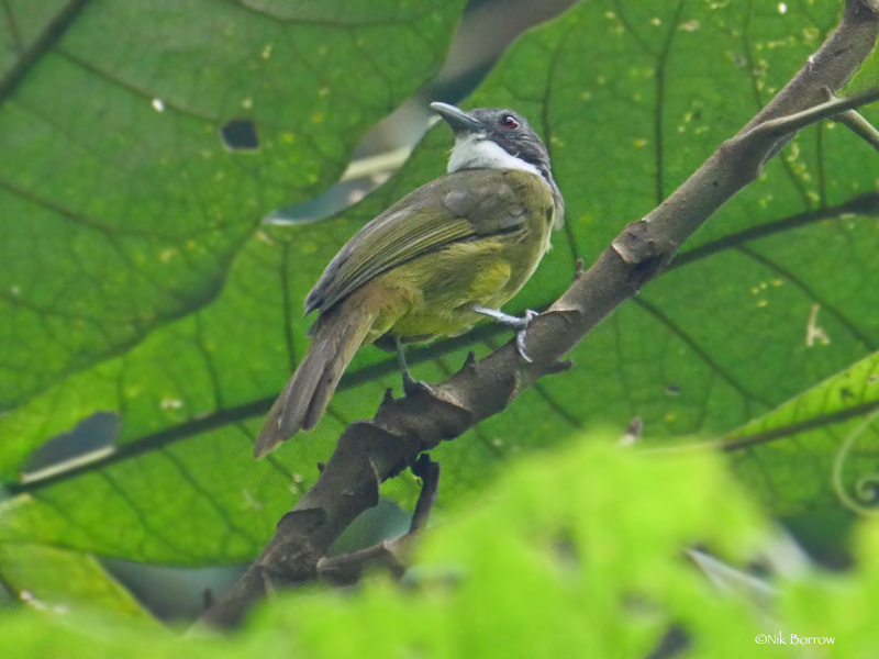 Red-Tailed Greenbul