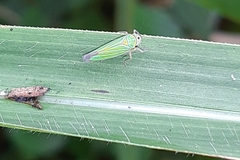 Chlorogonalia