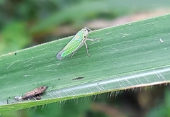 Chlorogonalia